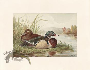 Pope 12 Wood Duck